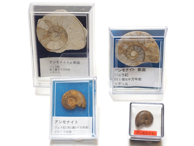 1480】化石アンモナイトセット ペロル