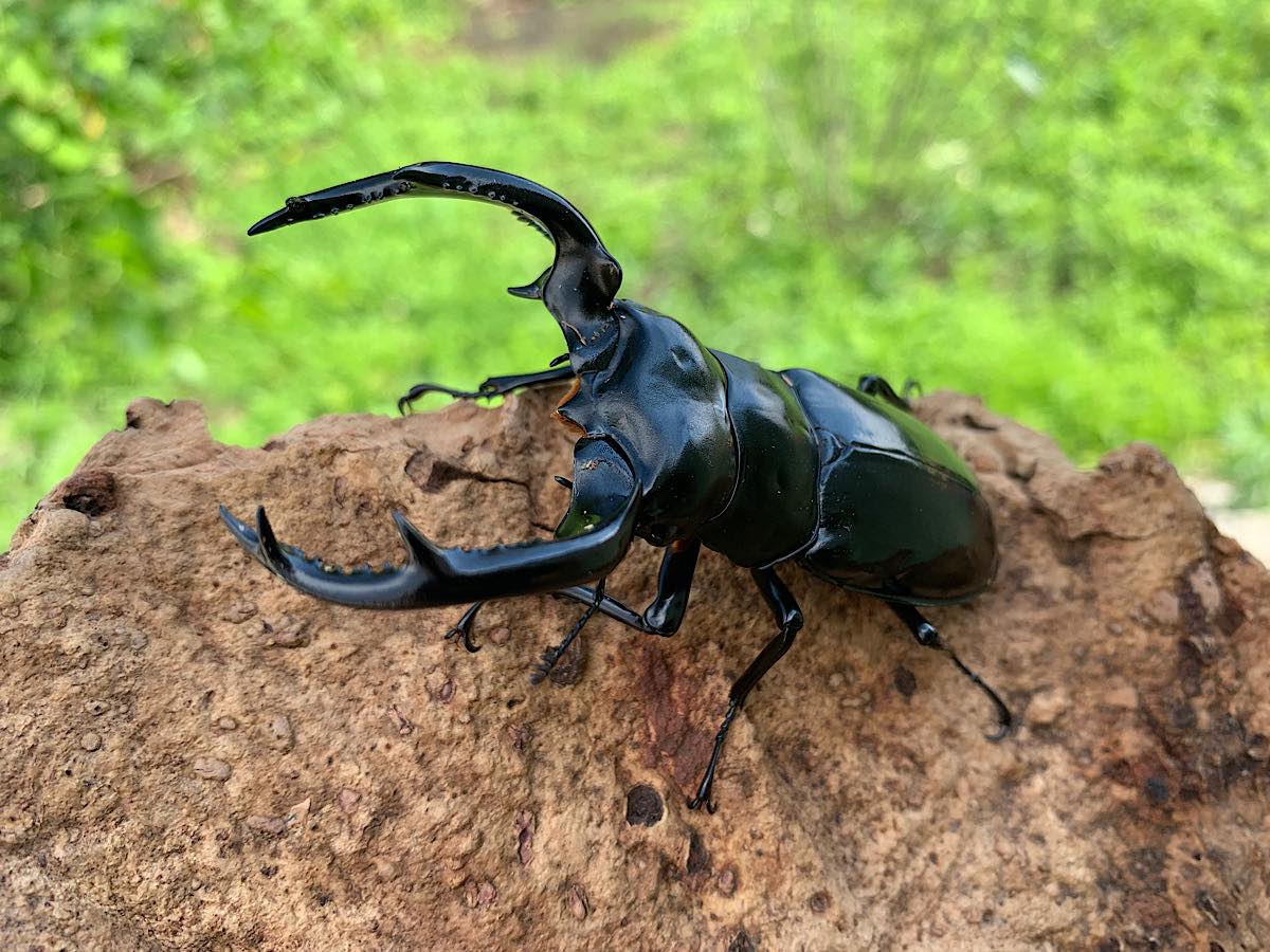 ウエストウッディ