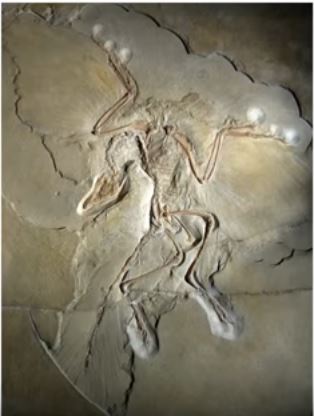 思ったよりもふっさふさ 科学の力が解明した、恐竜たちの本当の姿