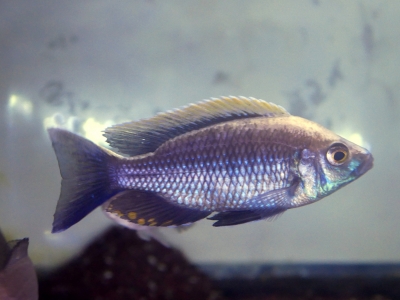 アフリカンシクリッド | イーストアフリカ