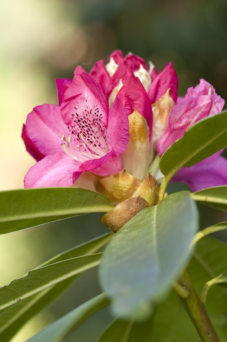 24日スタート☆石楠花まつり | 十津川村観光協会お知らせ