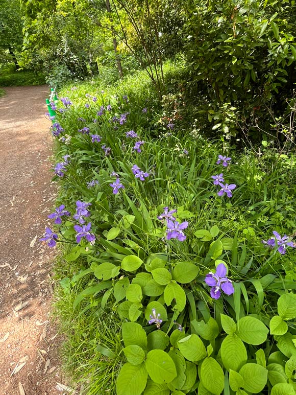 イチハツ（アヤメ科） 2025 開花〈新宿御苑 5月GW見頃の花〉 | K U R A