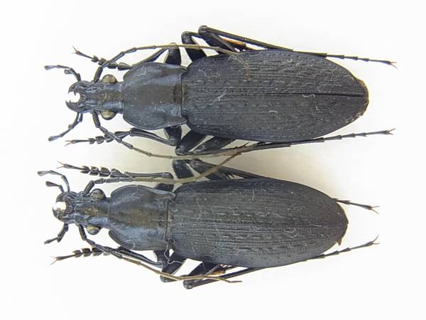 外国産オサムシ標本】ホソクビナガオサムシ/韓国.智異山産/24mm