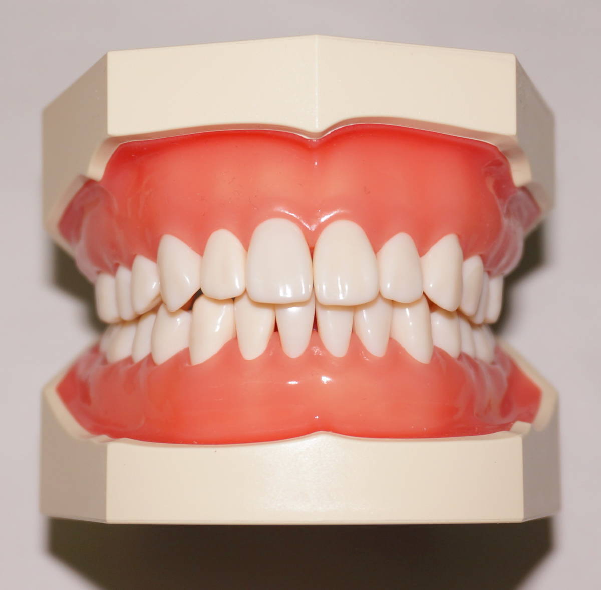 SRP実習用顎模型 [P15FE-X.770]｜株式会社ニッシン｜歯科模型・歯科