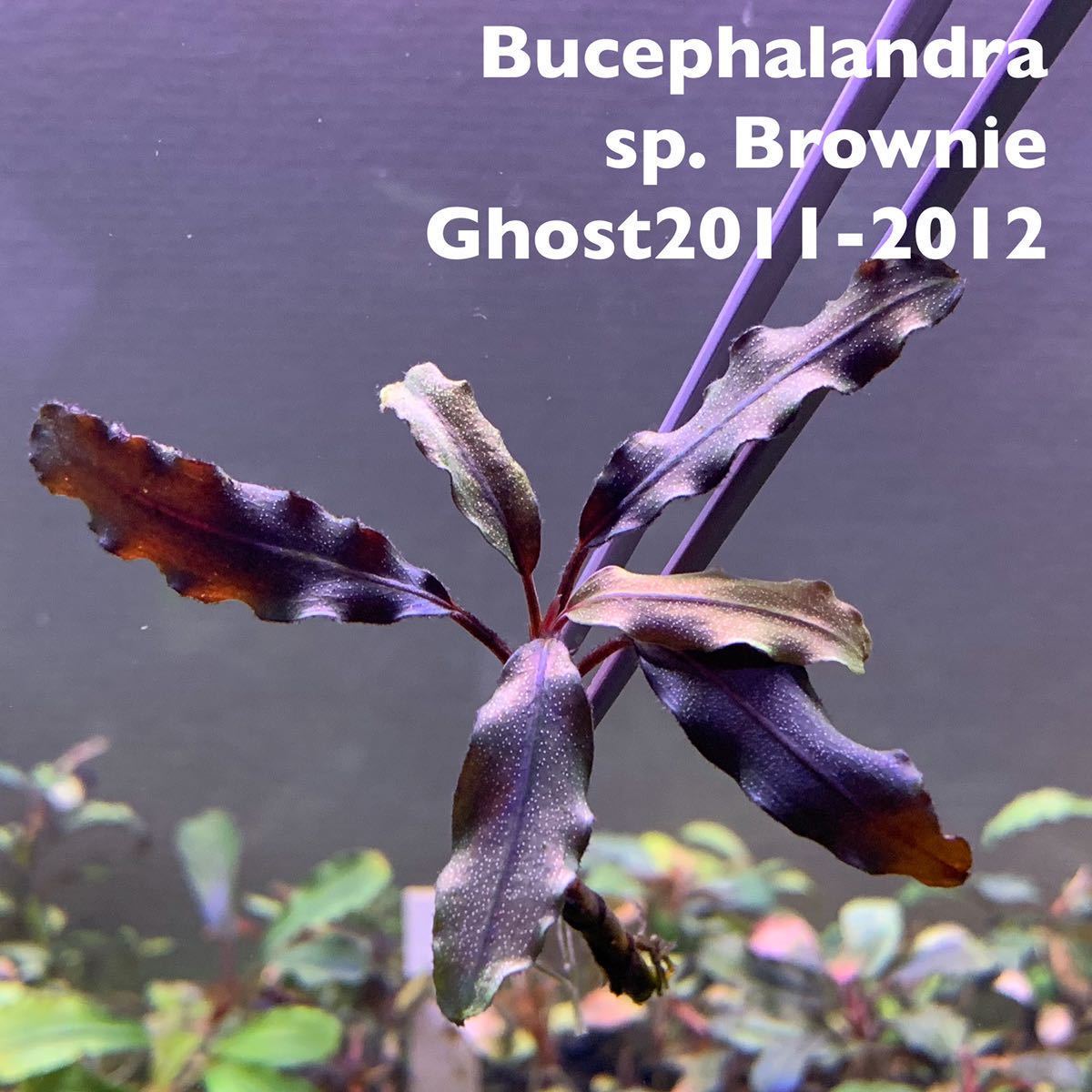 ブセファランドラブラウニーゴーストカリマンタン水中葉