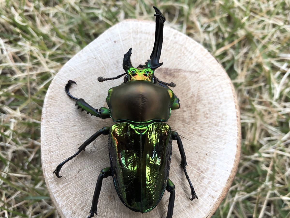 ミヤマクワガタ 雄雌同体？モザイク？ 希少？北海道 道央