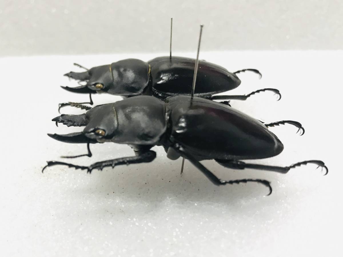 奄美大島産アマミマルバネクワガタ 野外品標本 【公式通販】