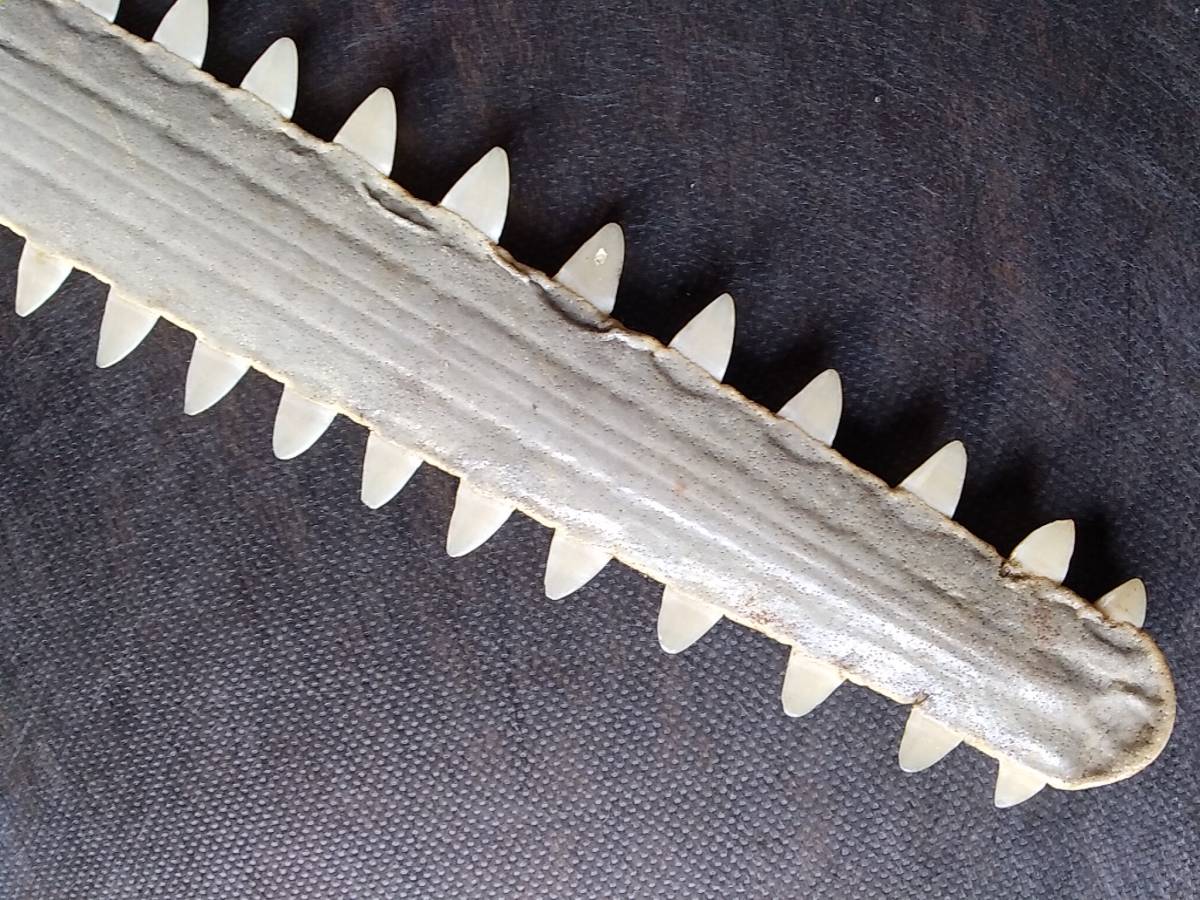 ノコギリエイ 吻 サメ 長さ60㎝ 歯 ギザギザ ノコギリ ソー 剥製 標本