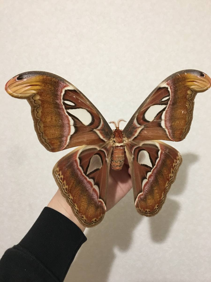 カナダ産 セクロピアサン A品！ 巨大 蝶標本 蛾標本 ヤママユ 美麗