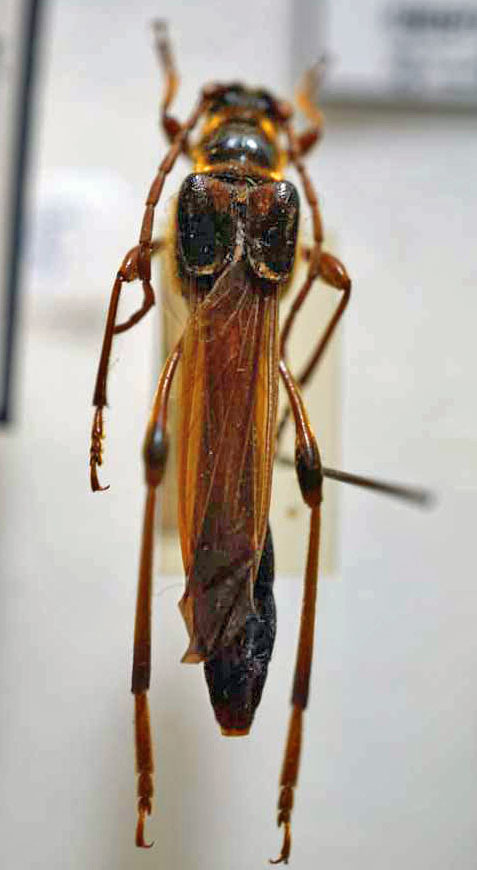 オニホソコバネカミキリ 兵庫県産