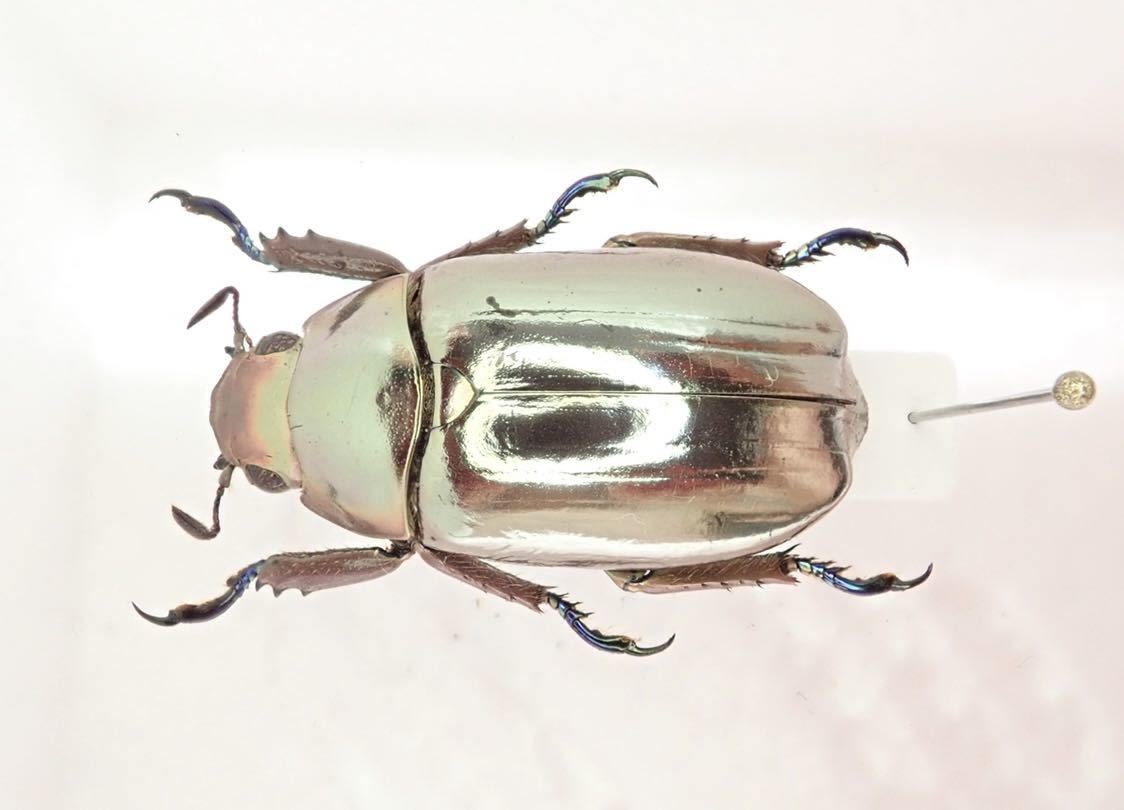 プラチナコガネ2種 ラベル無し プラチナコガネ2種 ラベル無し プラチナ