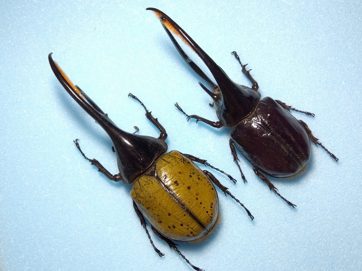 コロンビア産リッキーヘラクレスオオカブト1 世界にはどれくらいの種類