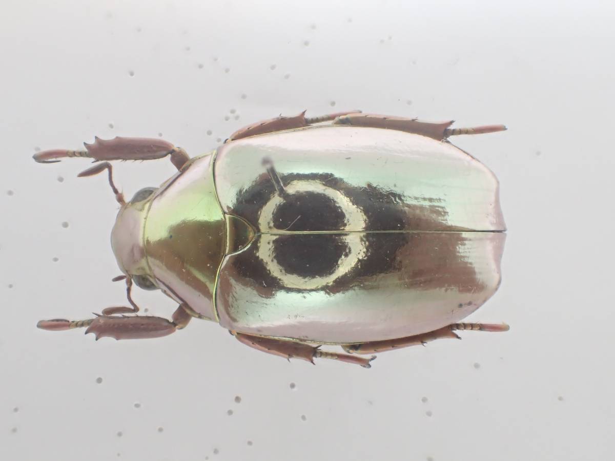 パナマ産 オプティマプラチナコガネ 24mm パナマ産 オプティマプラチナ