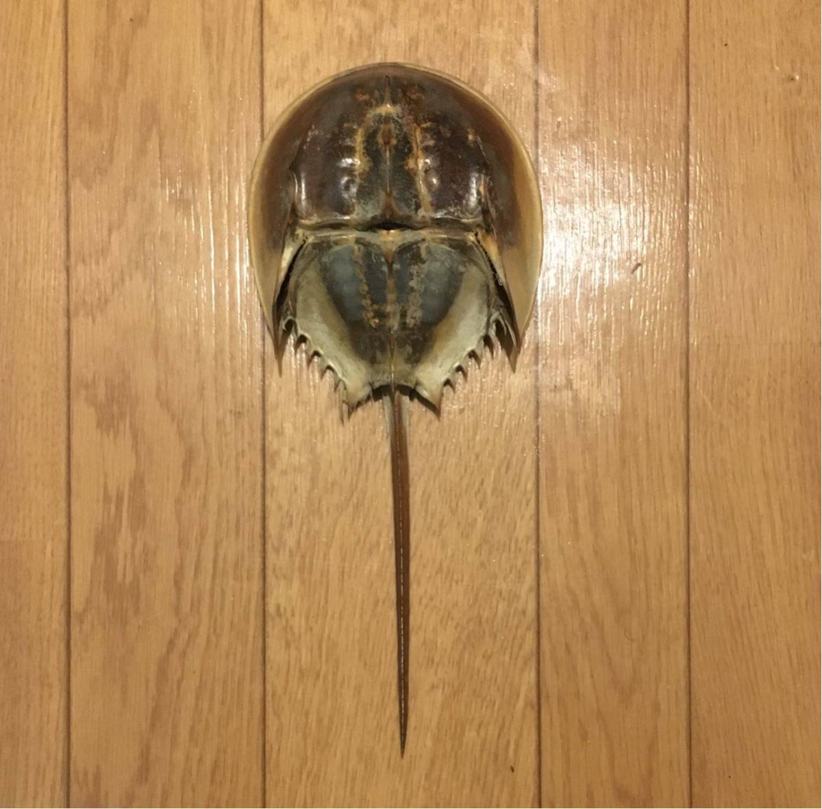 特大カブトガニ標本2体セット カブトガニ甲羅 兜蟹 甲羅 標本 特大