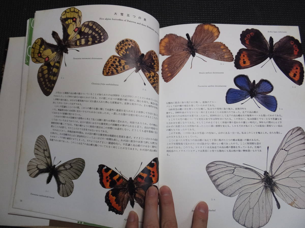 パルナシウス・ジャックエモンティー（オス、インド/ヒマチェル