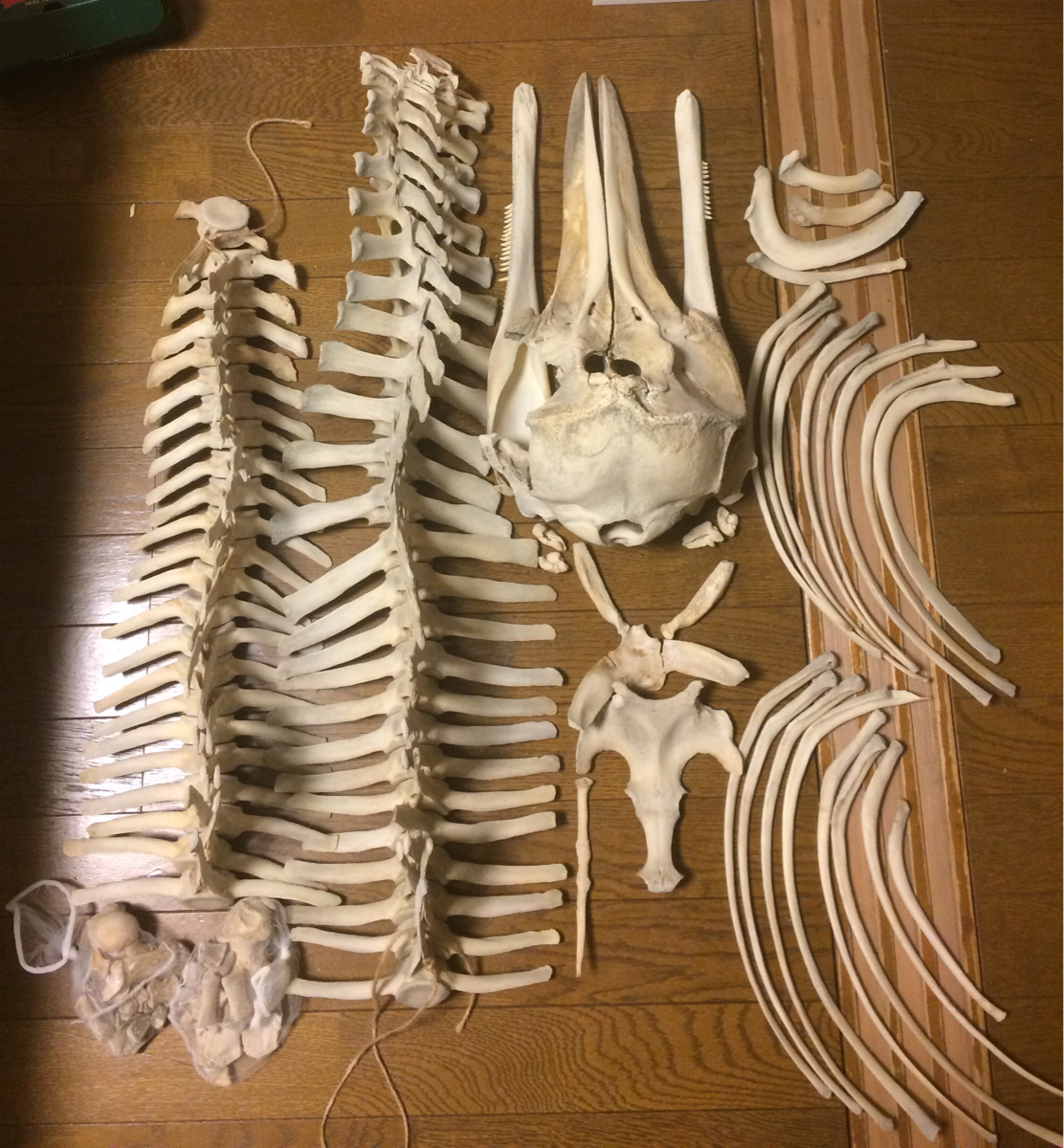 イルカ クジラ 標本 約20cm 詳細な骨構造 イルカ クジラ 標本 約20cm