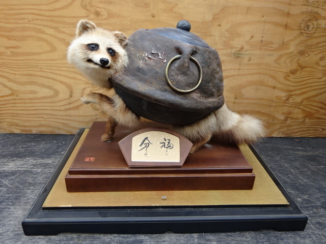 タヌキ剥製置物