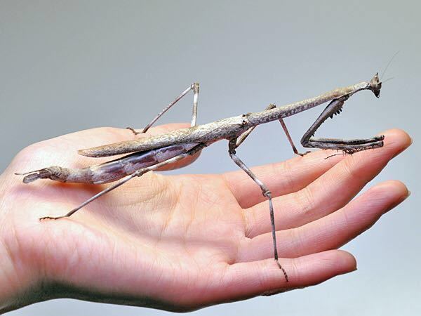 東南アジアの昆虫①オオカレエダカマキリ標本