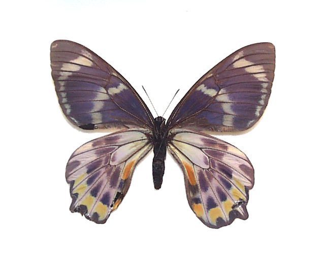 外国産蝶標本 | 三角紙