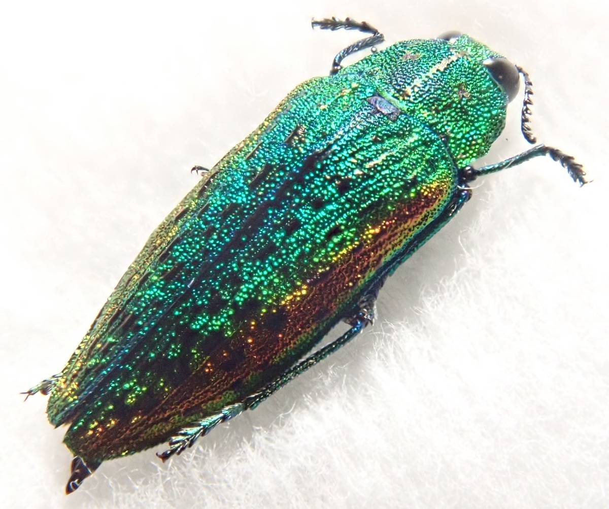 採れたて！ 美麗珍品！ハビロキンヘリタマムシ12，5mm (長野県川上村)