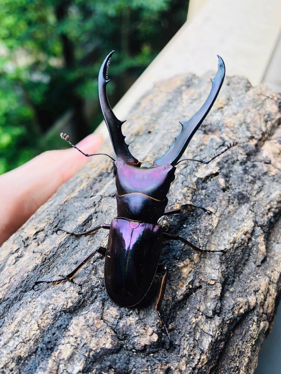 インペラトールホソアカクワガタ インペラトールホソアカ 幼虫 初齢