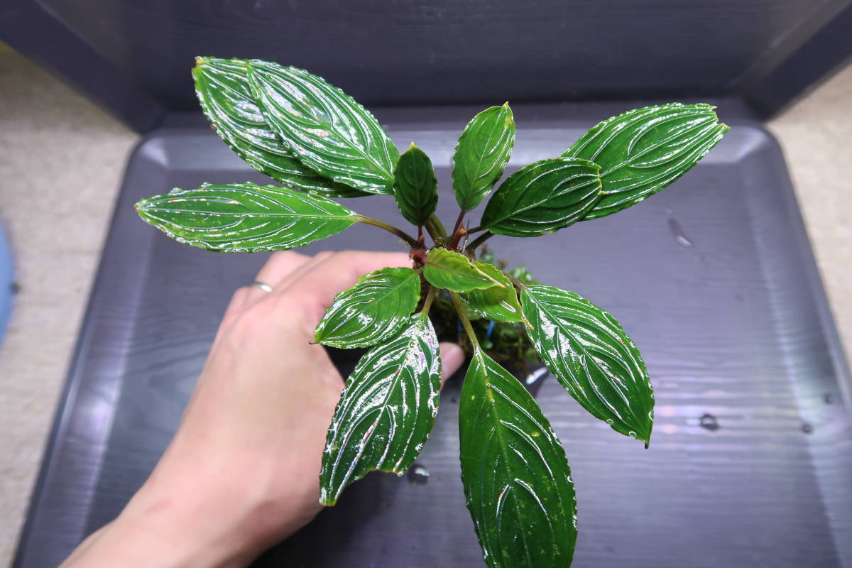 ブセファランドラ スケルトンキング 6株 (価額は本体のみ)