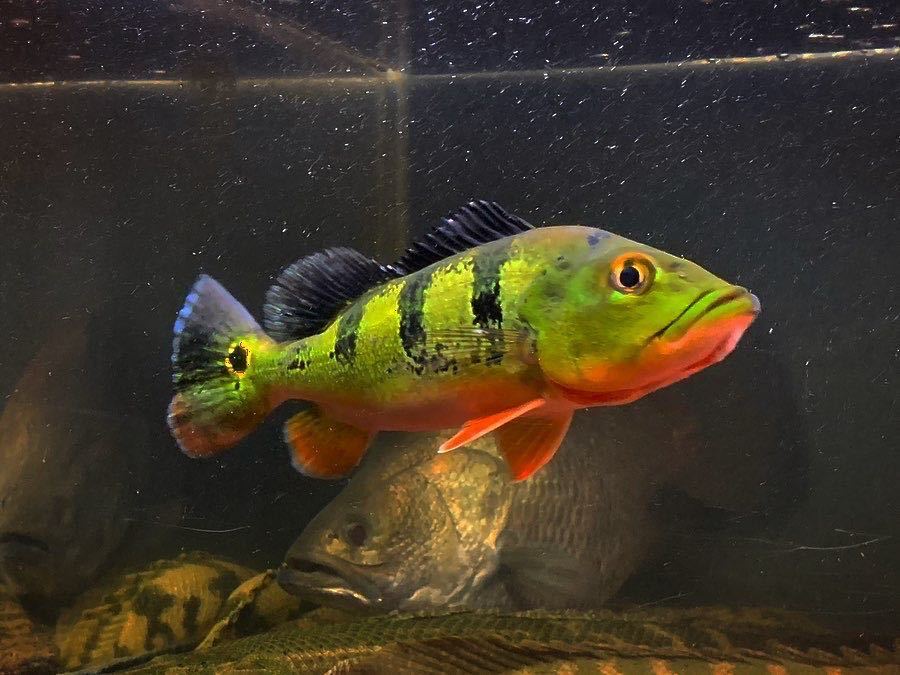 極美。3つ星個体も！wild！】オセレイトスネークヘッド 約22～24センチ