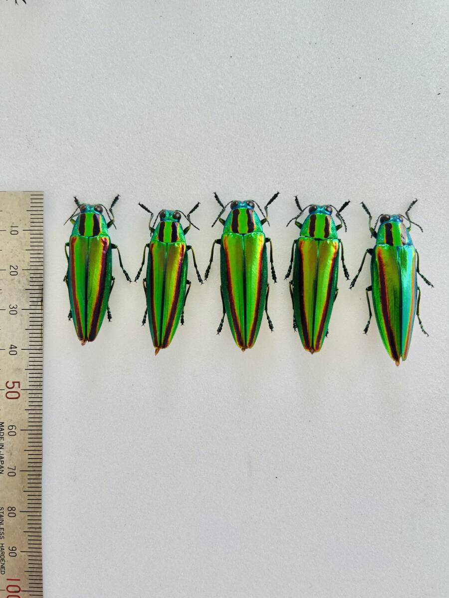 昆虫標本 30匹緑色と金色の光沢ヤマトタマムシ標本装飾 ジ*ン