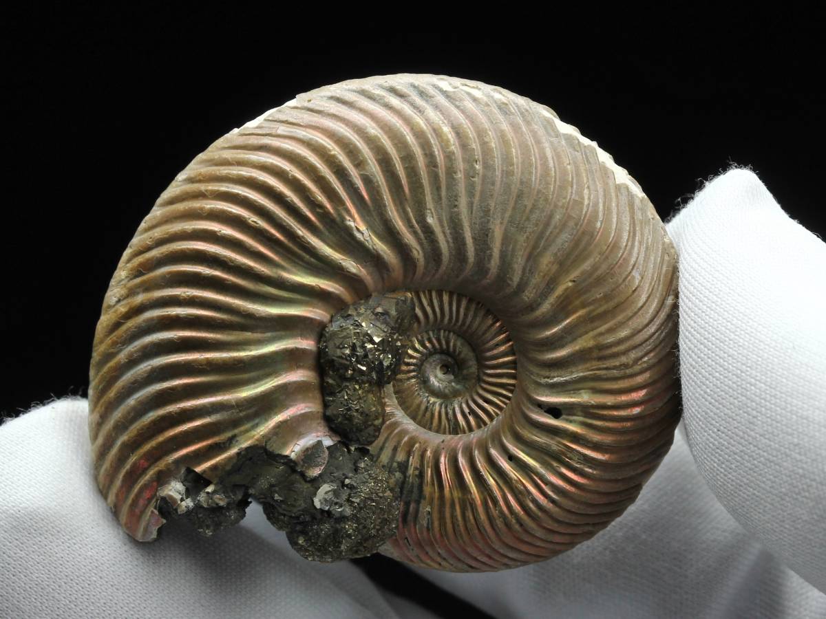 アンモナイト パイライト ルース ロシア産 | 天然石専門店【鬮石