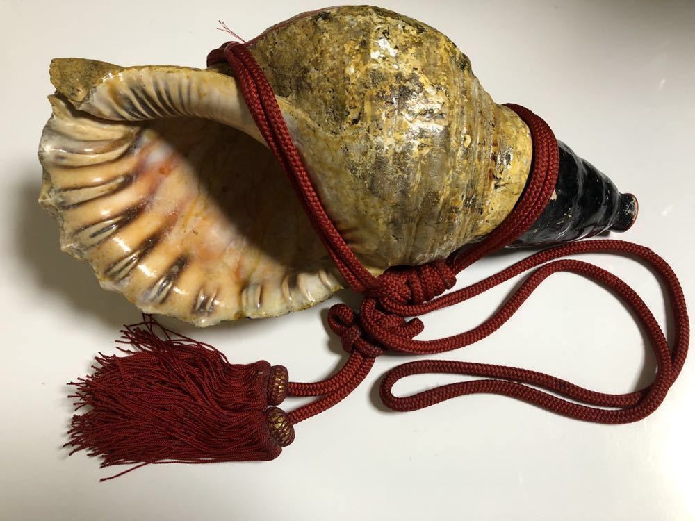 修験道法螺貝山伏密教魔除け熊よけ❣️ホラガイほら貝