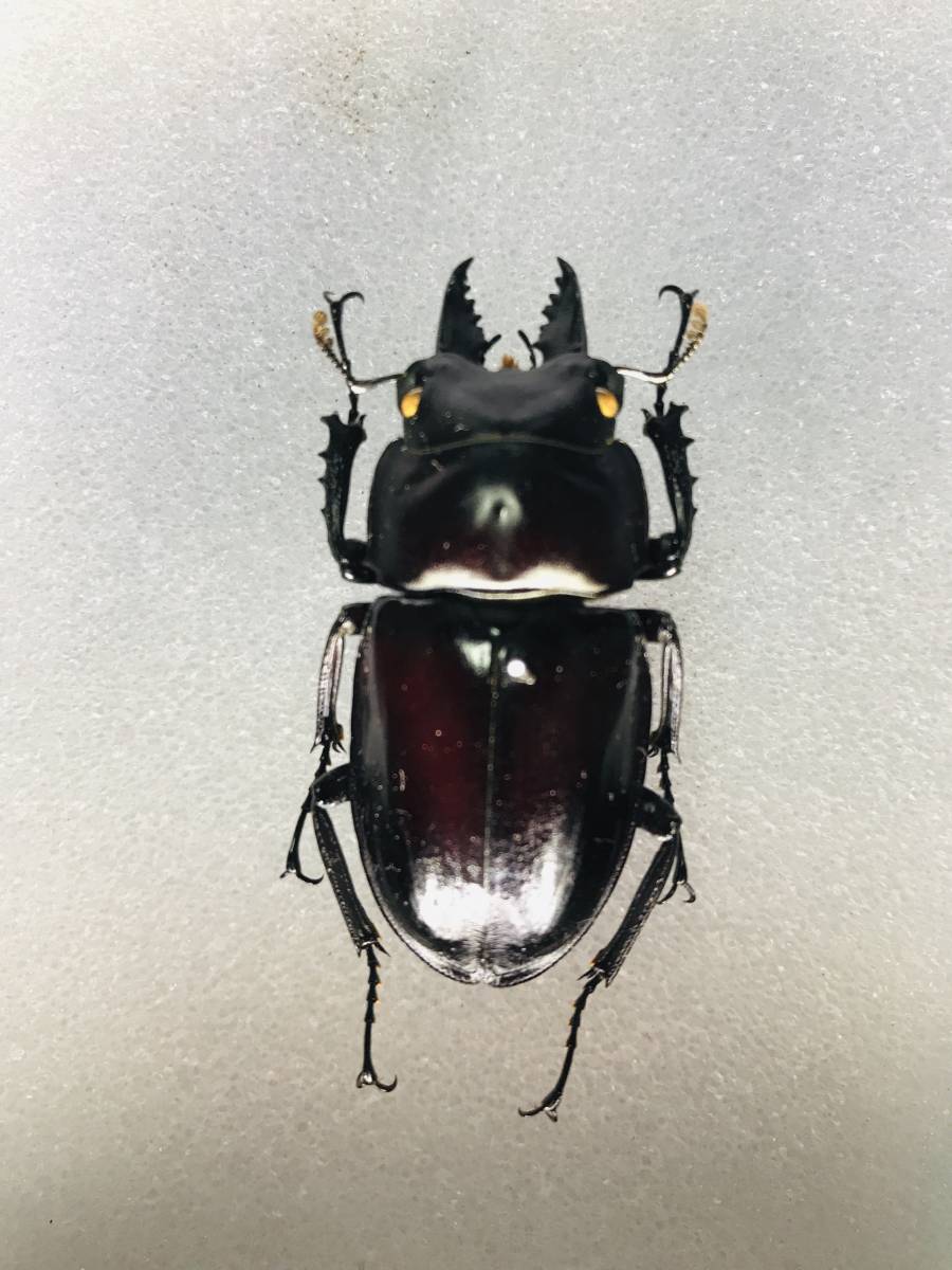 アマミマルバネクワガタ(徳之島産)♂1頭 徳之島 アマミ