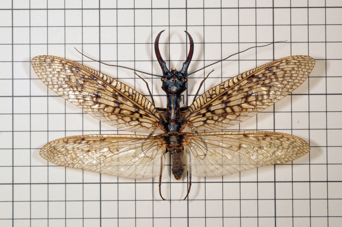 オオキバヘビトンボ 標本 野外品 オオキバヘビトンボ 標本 野外品