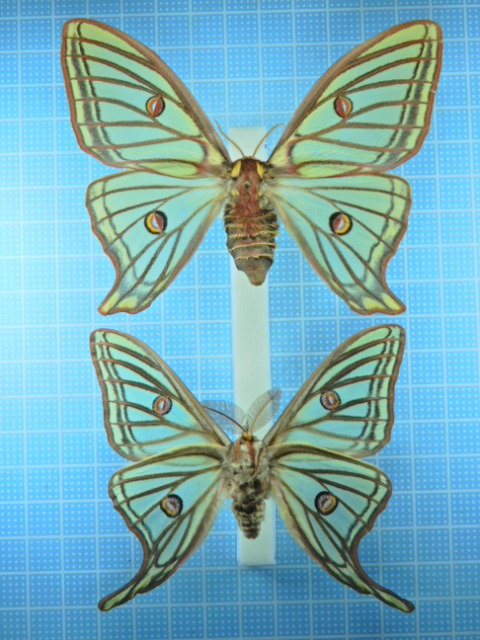 蛾 標本 イザベラミズアオ