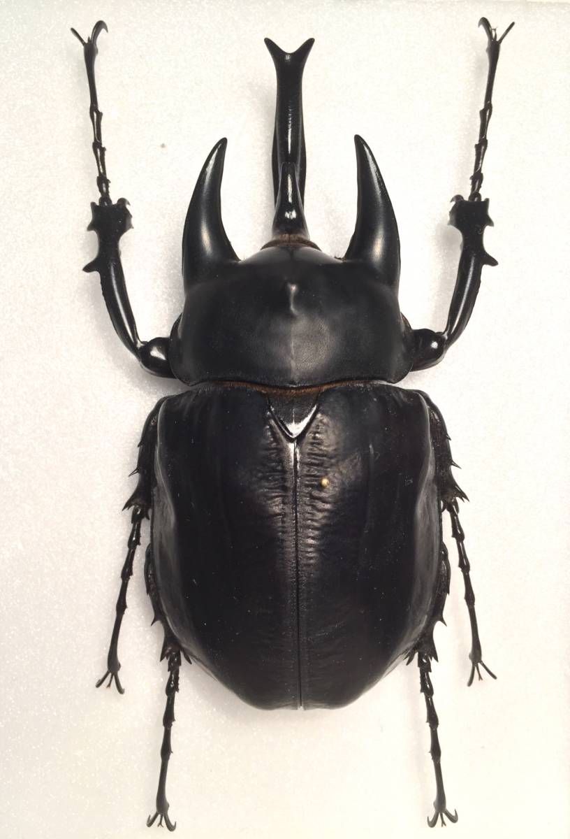 特大 アクティオンゾウカブト(レックスゾウカブト)標本 オン