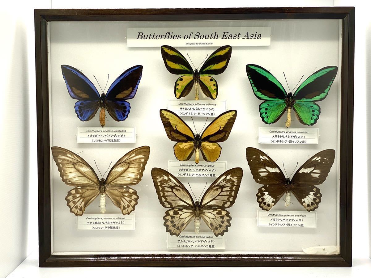 蝶標本 アオメガネトリバネアゲハ ソロモン産 1ペア