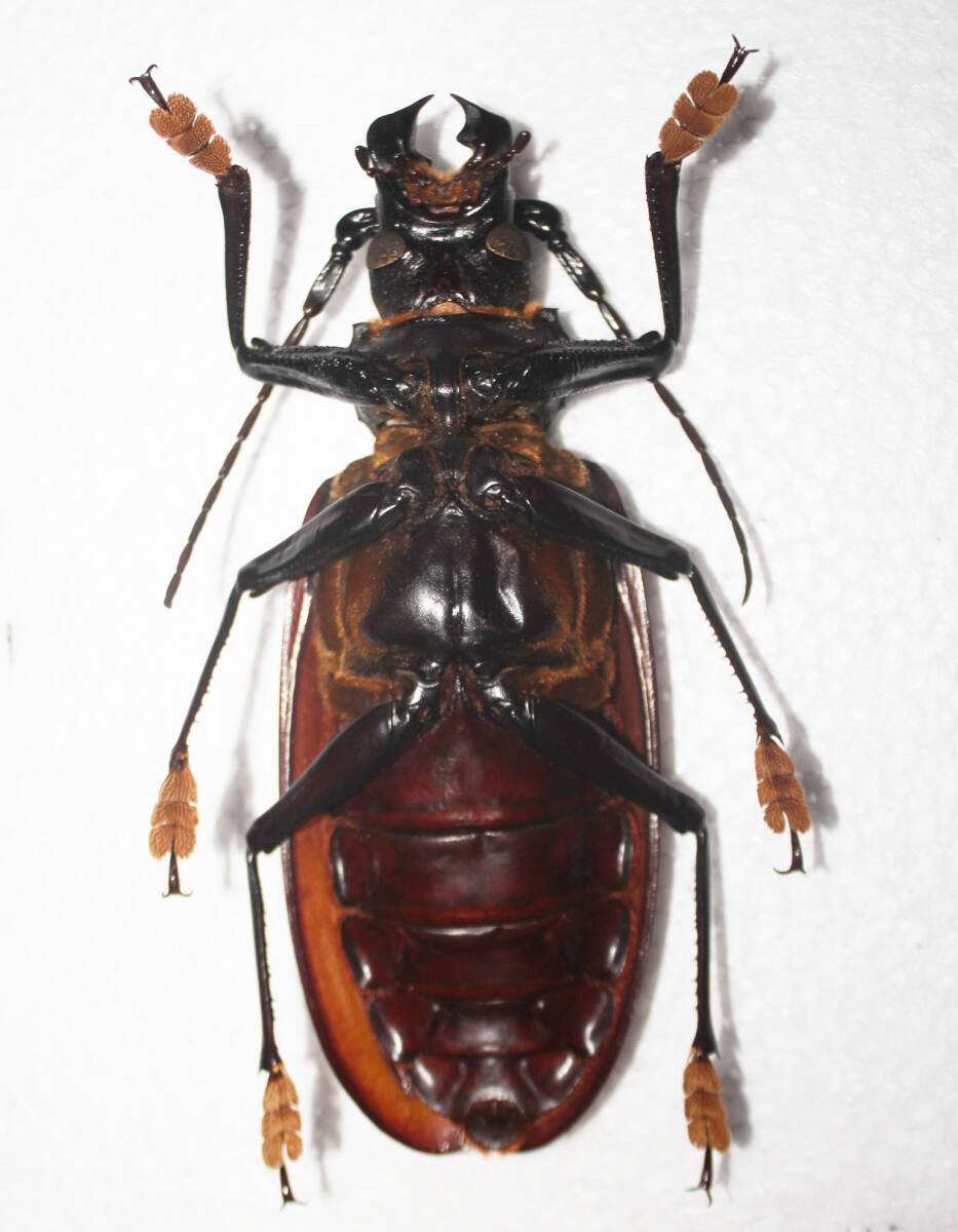 韓国保護種】ウスリーオオキバウスバカミキリ Callipogon 標本 韓国