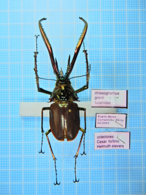 ホロメタリクス 標本 希少ホロメタリクス チリクワガタ