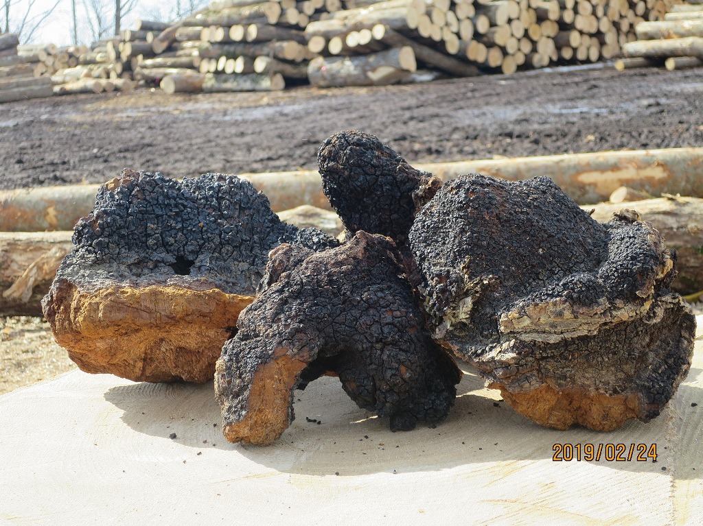 カバノアナタケ「チャーガ」5キロ‼️