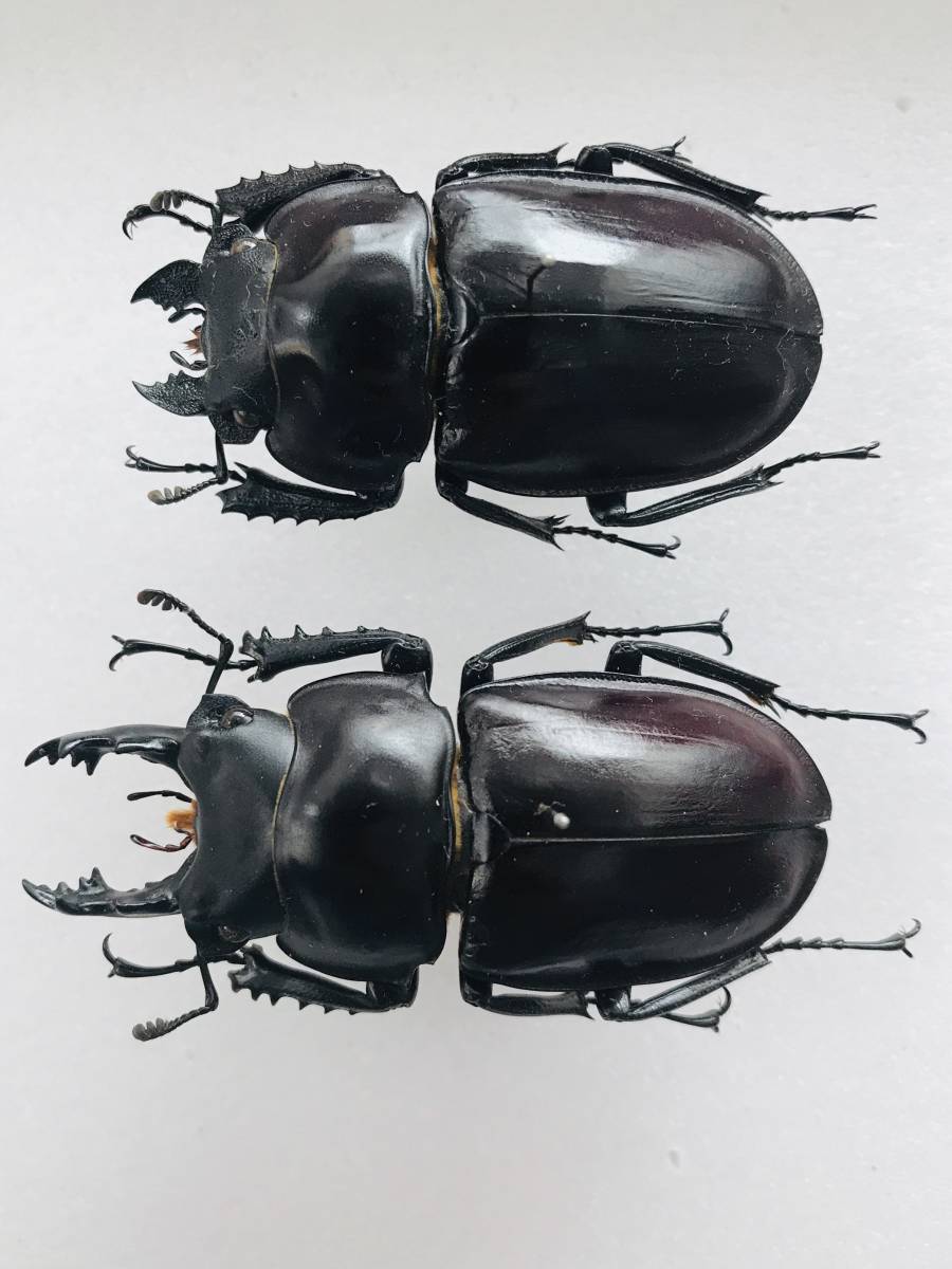 石垣 チャイロマルバネ ペア チャイロマルバネ3 | uzi-2のブログ