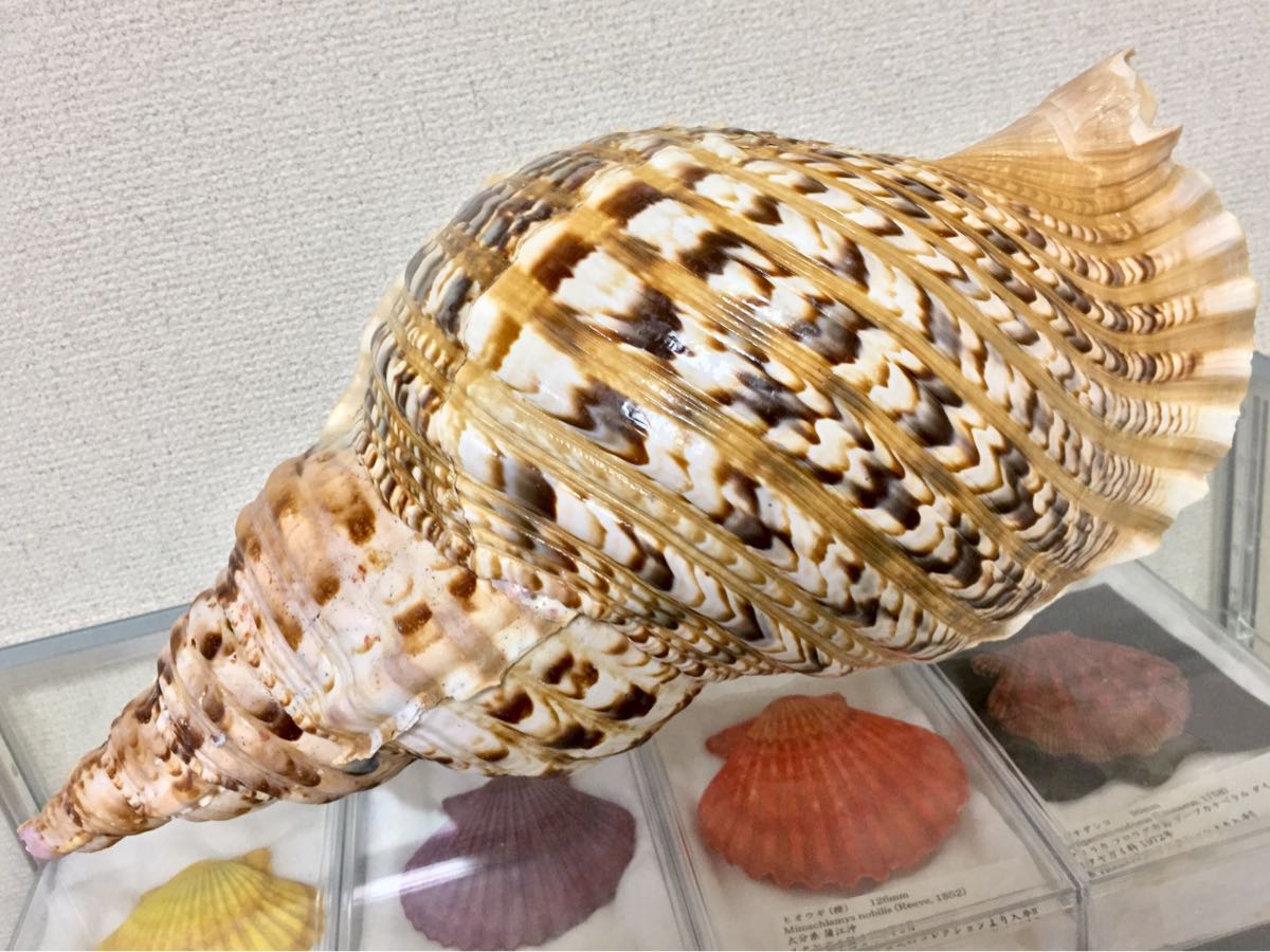 修験道肉厚法螺貝37㎝山伏 密教 魔除け 熊よけ❣️ホラガイ ほら貝