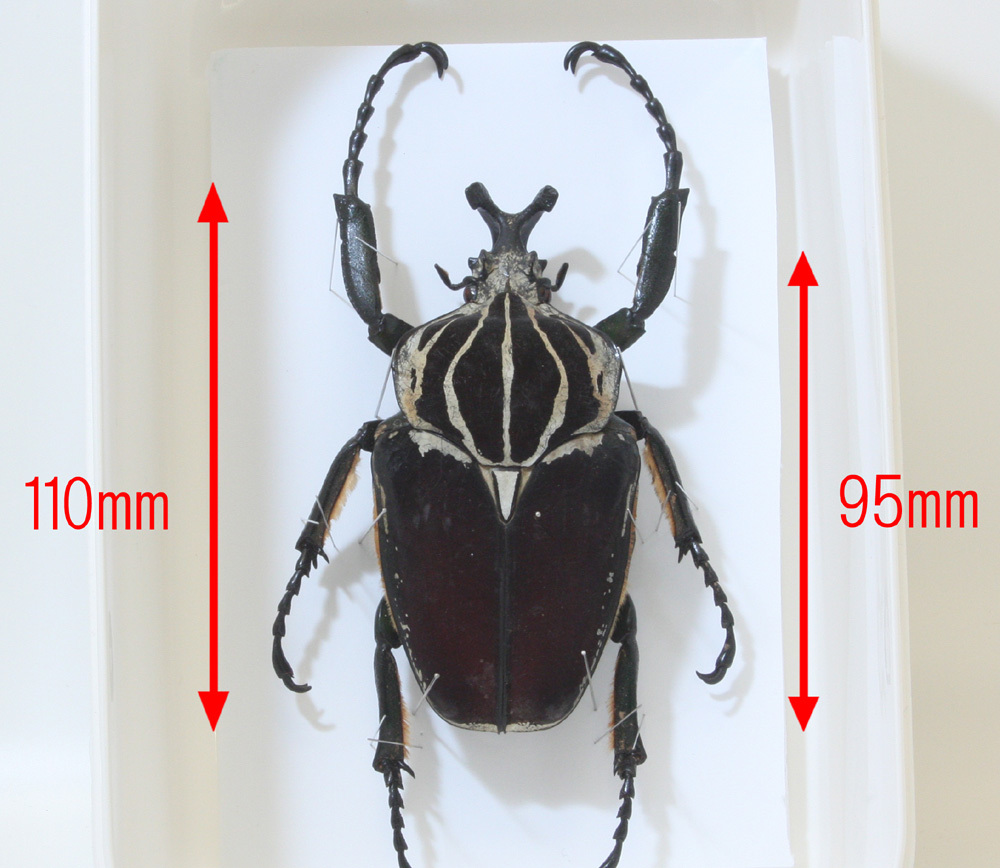 ゴライアスオオツノハナムグリ 標本 黒フレーム
