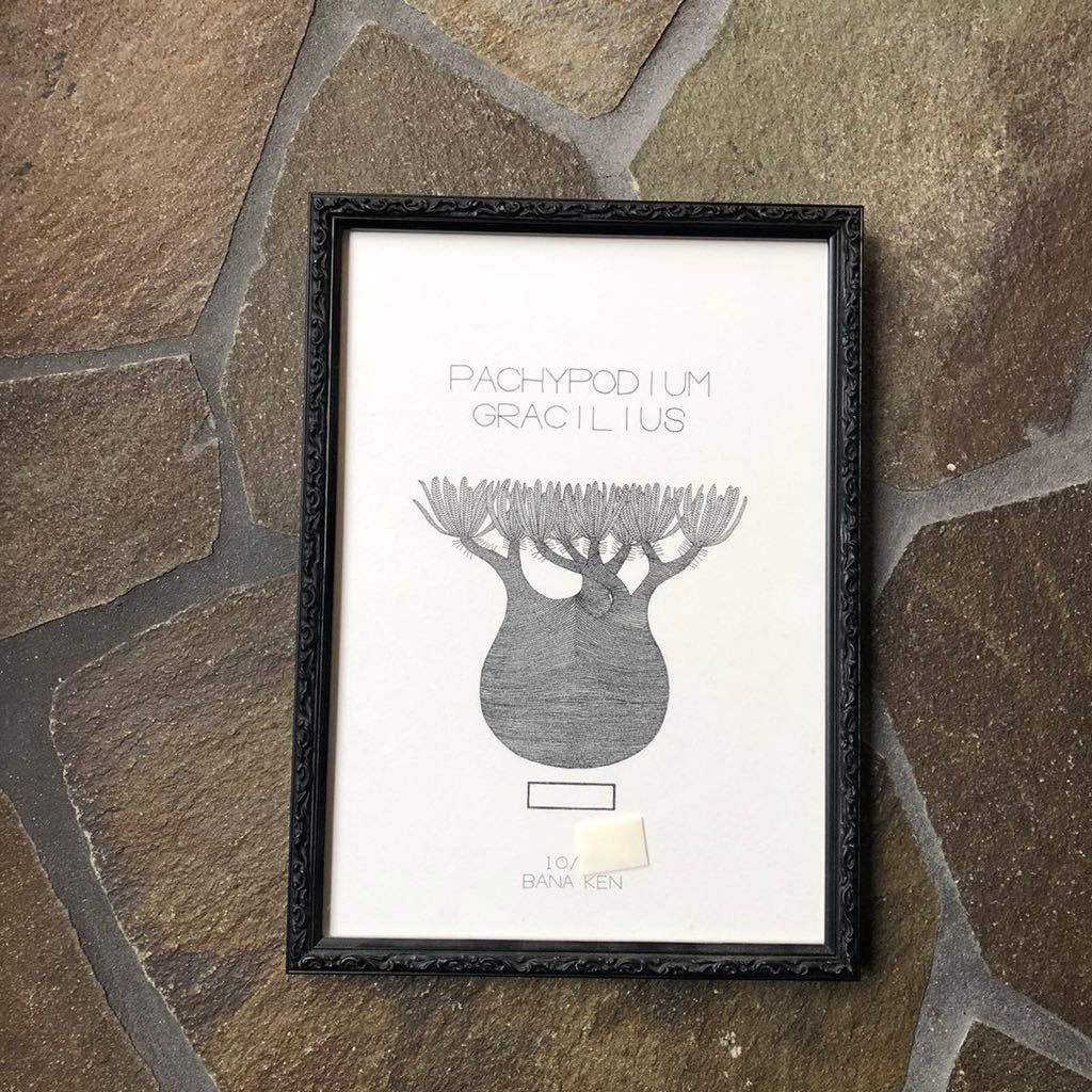 ボタナイズ バナケン 絵 ポスター 点描画 ブランドロゴ 塊根植物 多肉