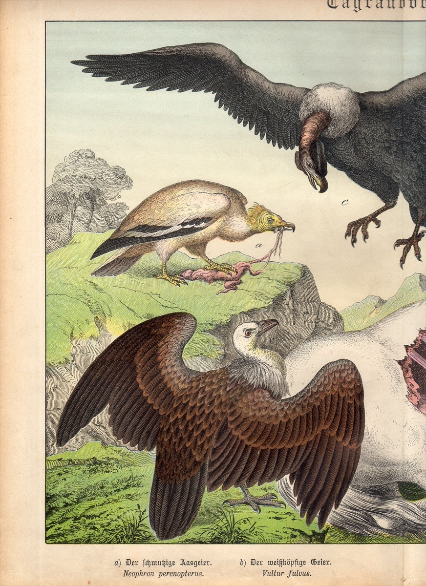シロエリハゲワシとハゲタカの博物図版 アンティーク 版画 フランス