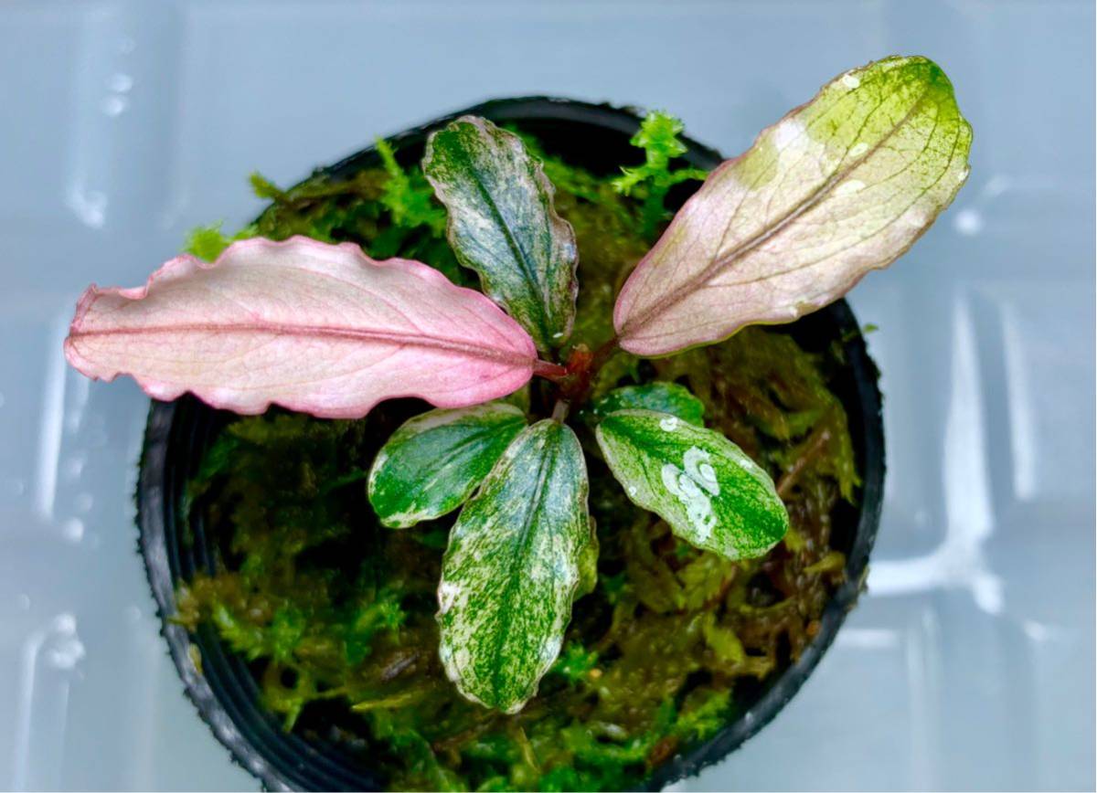 ブセファランドラ ピンクバリエガータ 1株 ブセファランドラsp.pink