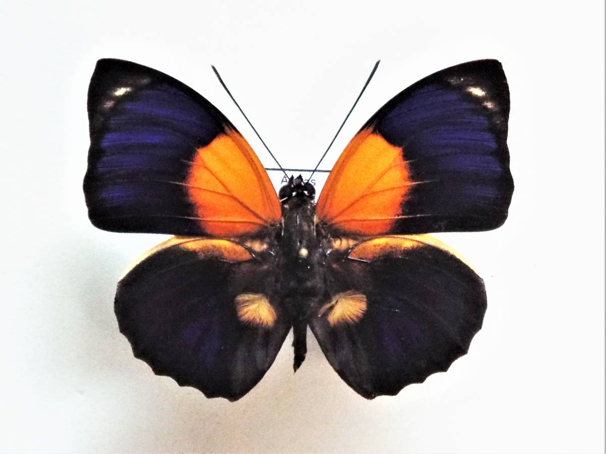 外国産蝶標本 ナルキッサスミイロタテハ A-♂ ブラジル 産