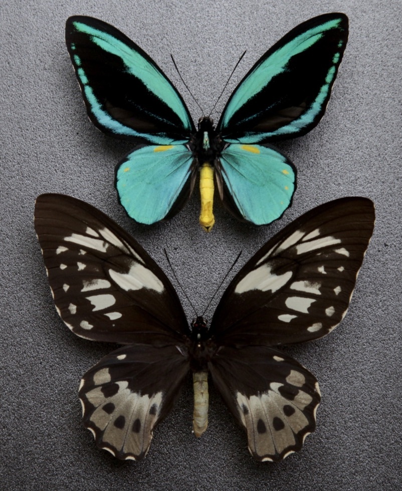 外国産蝶標本】ゴライアストリバネアゲハ♂/インドネシア.セラム島産/168mm