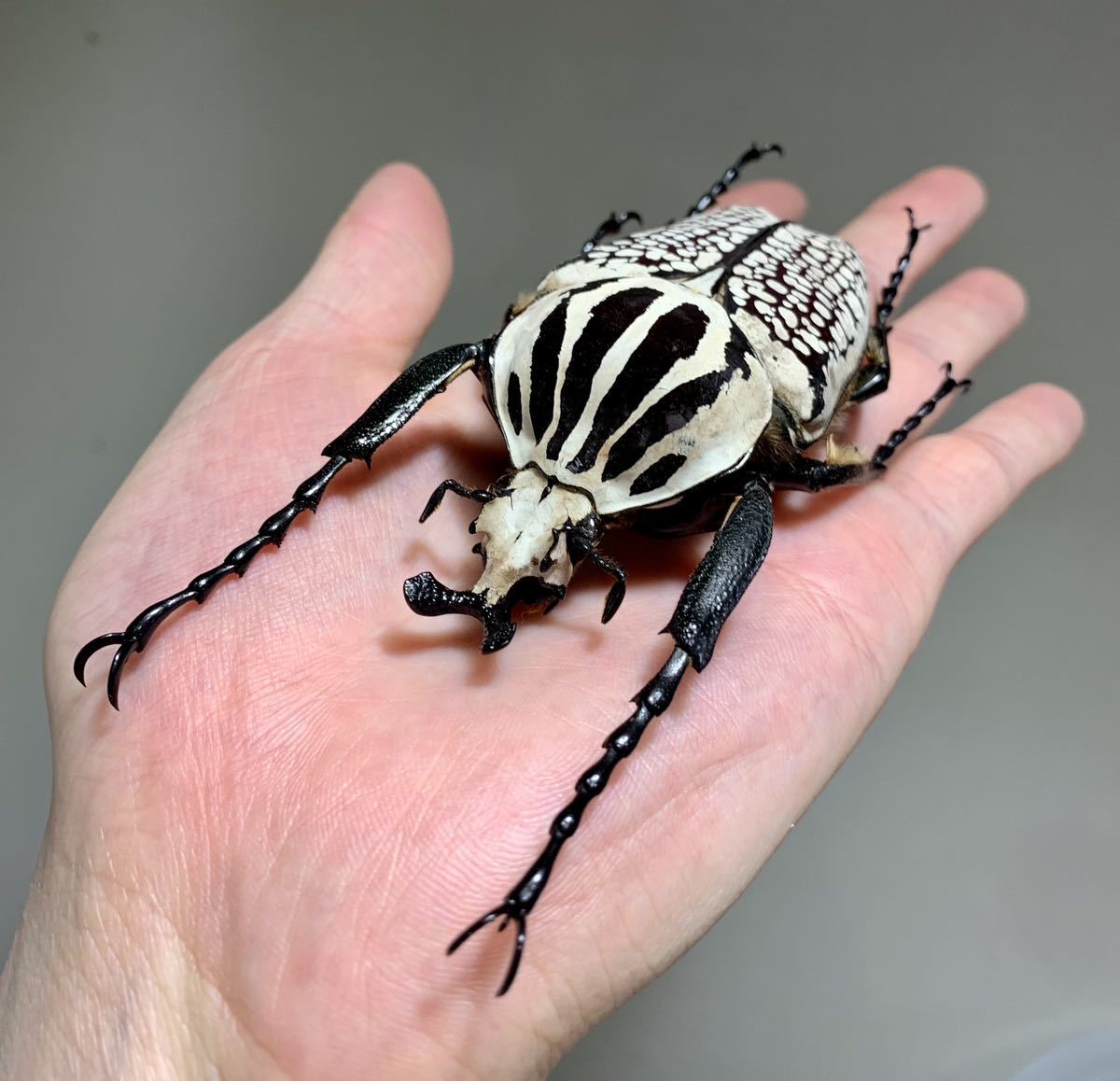 コンゴ産 オリエンタリスオオツノハナムグリ 3 93mmコンゴ産