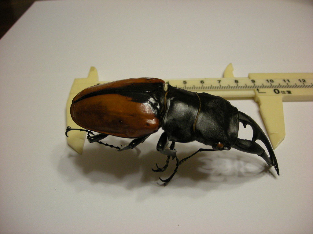 海外標本｜インドネシア産 クワガタムシ 標本（原個体・野外採集