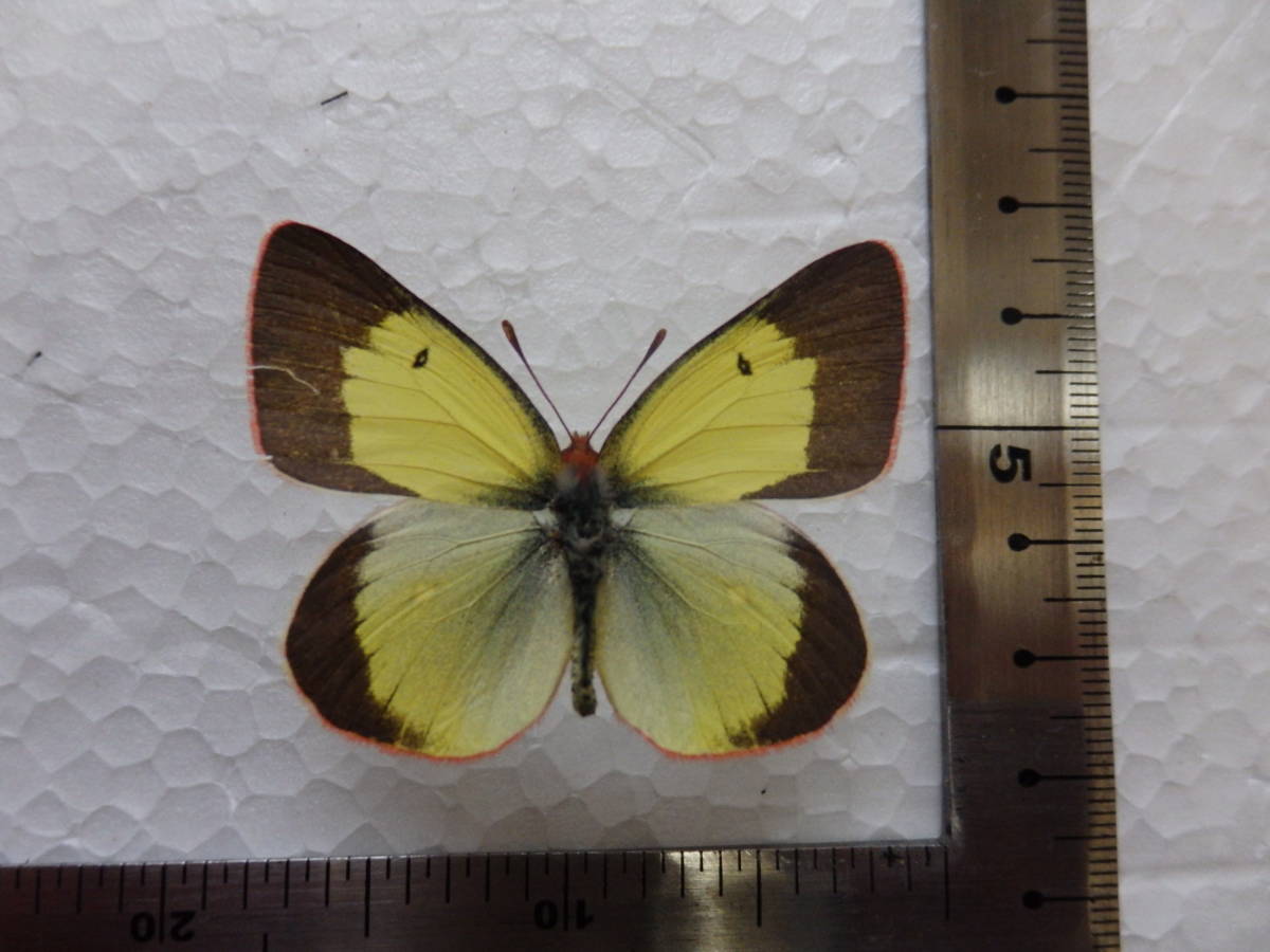 国産蝶標本 ミヤマモンキチョウ ペア 長野・群馬県産 規制前採集 天然