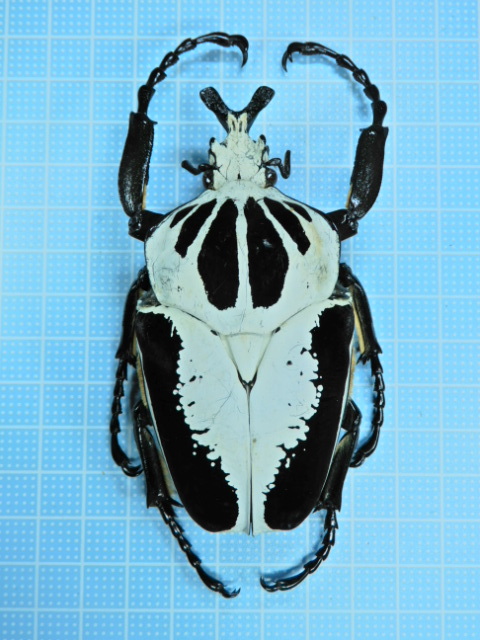 アイボリーコースト産 レギウスオオツノハナムグリ 98mm アイボリー